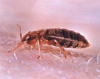 Bed Bug Control
